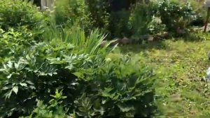 Показываю цветущий сад и газон часть (12)