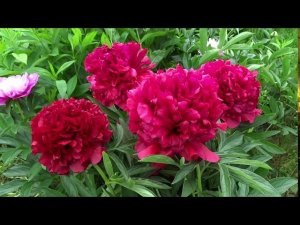 Пион ЭЛИЗА ЛАНДИ  Paeonia ELIZA LUNDY: обзор, описание, цветение, отзыв