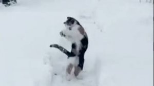 Попойка с Лавровым 1. Кошка и снеговик в апреле! Паранойя!