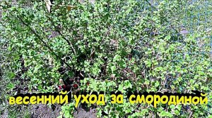 "Весенний уход за смородиной."#сад#огород#дача