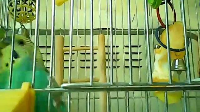 Попугайчик хочет научится разговаривать смотреть онлайн