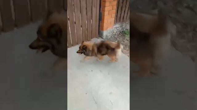 Ненецкая оленегонная лайка. Наши собаки.