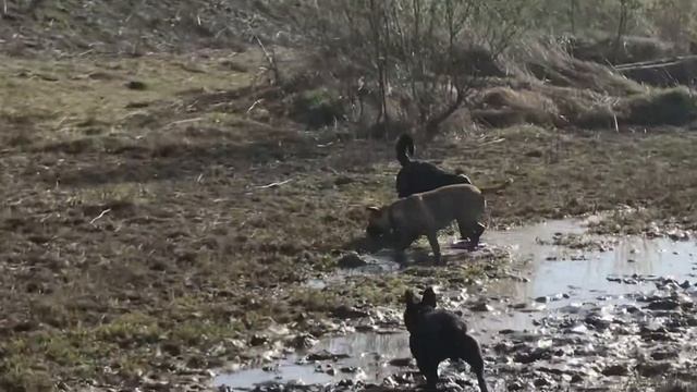 Собаки в грязи смотреть онлайн