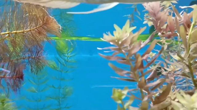 Аквариумы в телемире смотреть онлайн