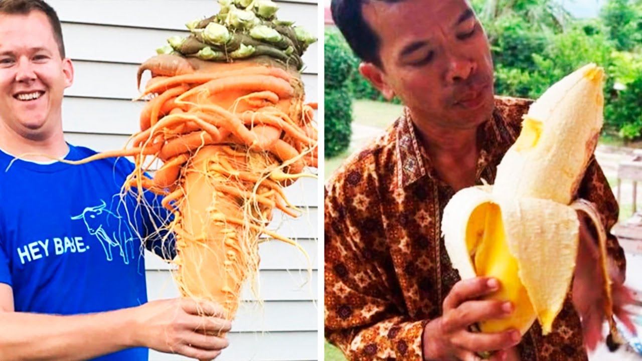 Они умеют выращивать огромные продукты (#20) смотреть онлайн