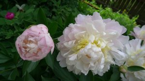 Пион "Первый букет" не налюбуешься