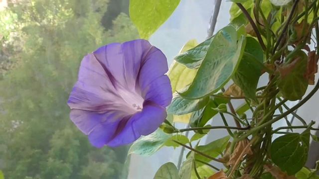 У окна цветёт синий цветок ипомея смотреть онлайн