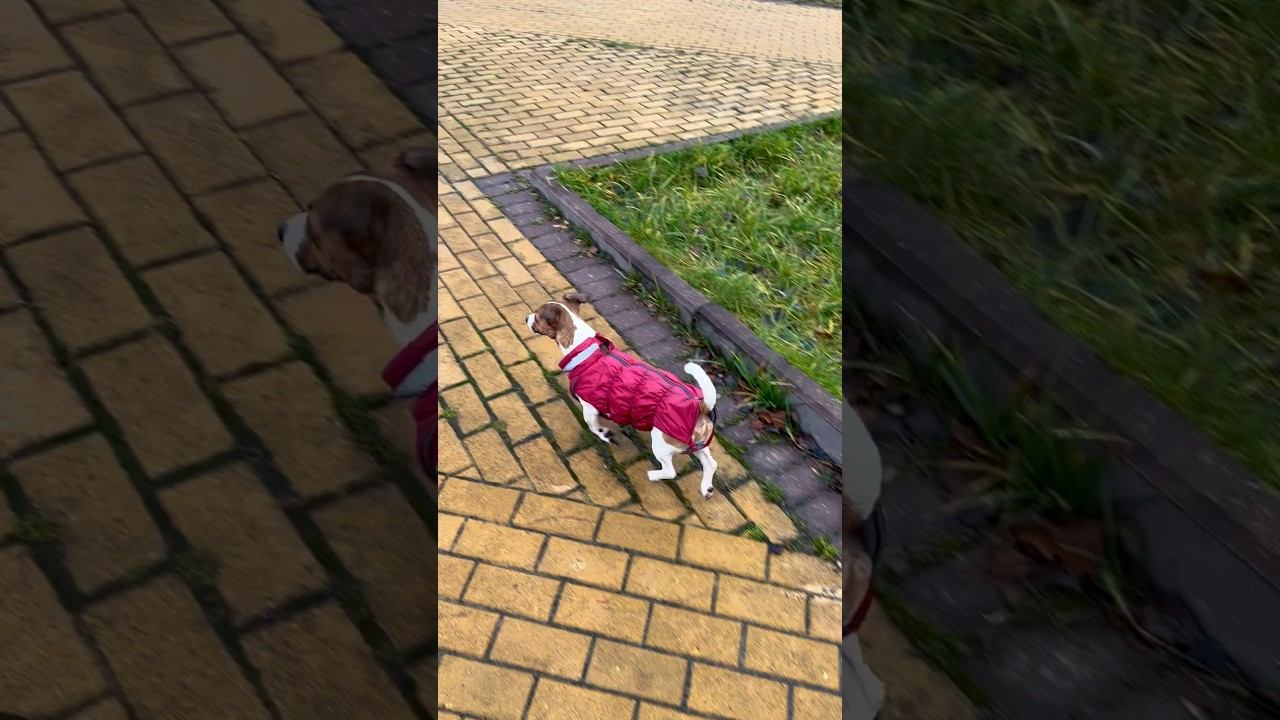 Модники идут в «Верону» ♂️ #jrt #собаки #животные #dog #джекрасселтерьер #дрт