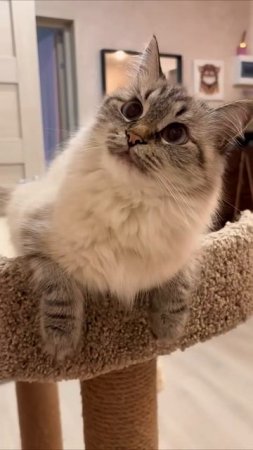 И как тут выбрать 😻 #cat #shortvideo #юмор #жиза