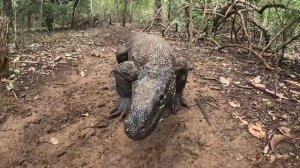 КОМОДСКИЕ ВАРАНЫ. ОСТРОВ КОМОДО.