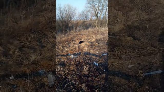 ах**ть, это бобёр смотреть онлайн