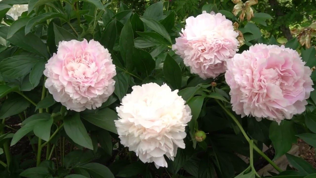 Мадам Ренью/Madame Reignoux - оригинатор Дессер, 1909 г, смотреть онлайн