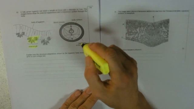 KA4: RESIT Q2 Worm gas exchange MODEL ANSWER смотреть онлайн