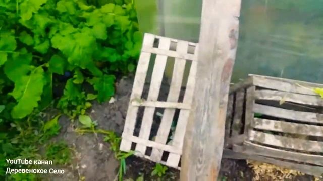 Капуста"Вертю"/выросла репка .../#ДеревенскоеСело смотреть онлайн