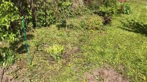 Ухаживаю за томатами и другими растениями в огороде часть (10)