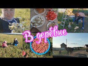 ВЛОГ/ СЕЗОН ЯГОД В САМОМ РАЗГАРЕ. САМА СОБИРАЮ И ВАС МОТИВИРУЮ. БУЛЬМЕНИ НА УЖИН.