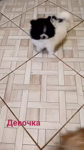 Померанский шпици рек  девочка д.р.14 .11.2023