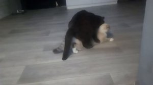 По полям по лесам синий трактор едет к нам