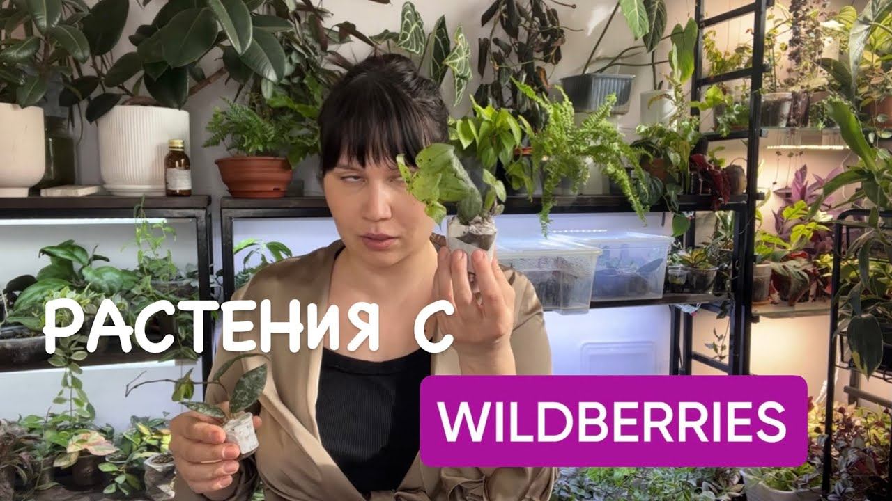 Растения с ВАЙЛДБЕРИЗ