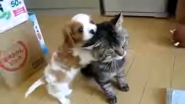 Щенок достает невозмутимого кота смотреть онлайн