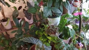 Пушистик и прибамбасики