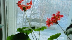 Про цветы.Погода за окном.Орхидеи подростки.Адениум.