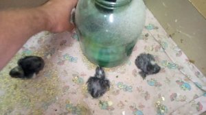 отбраковка цыплят .