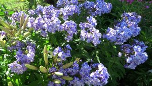 Флокс ГЖЕЛЬ - обзор, описание, цветение, отзыв.