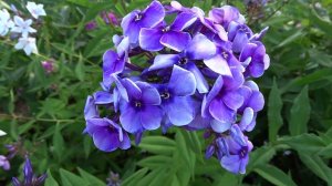 Флокс метельчатый ‘Алексей Ленский’ (Phlox paniculata ‘Alexej Lenskij’) – Е.А.Константинова, 2010 г