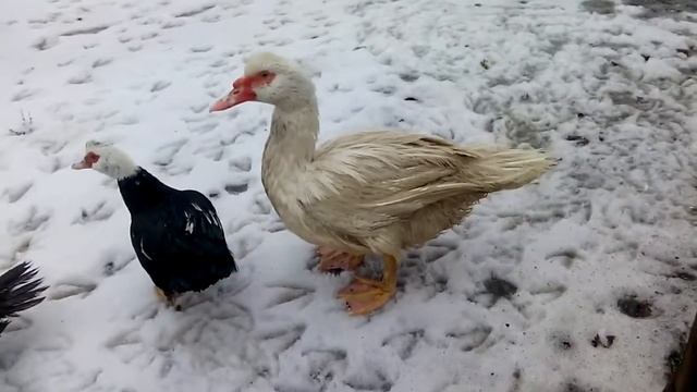 Мускусные утки! Просто о утках смотреть онлайн