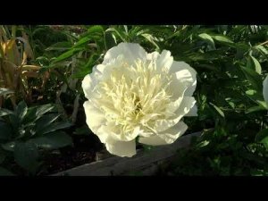 Пион ПЛЕЙСТМЕН: обзор, описание, цветение, отзыв