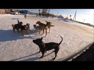 фаина питбуль! НЕ В КОЕМ СЛУЧАЕ НЕ ЗАВОДИТЕ СОБАК ТАКОЙ ПОРОДЫ!!!!!!!!!!!!!!!