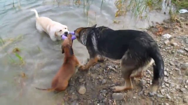 'Лебедь, рак и щука' смотреть онлайн