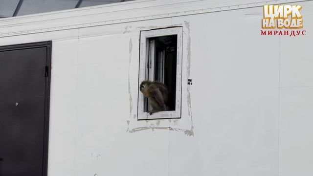 Самара встречай! Цирк на воде "Мирандус" смотреть онлайн