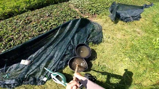 Коріння на Розсаді полуниці Росте як ДУРНЕ-Вношу Другу підкормку