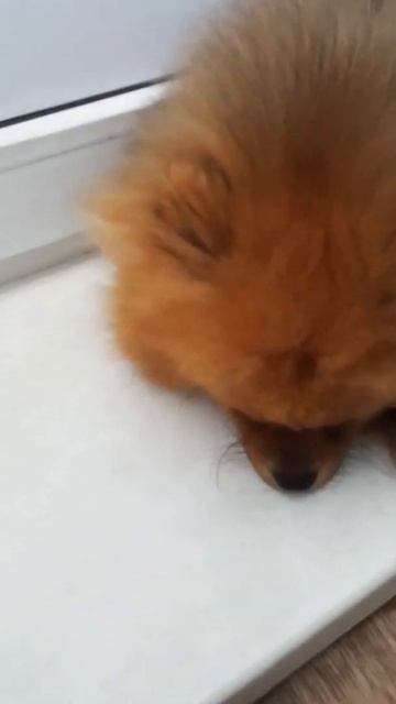 Самый преданный друг 🐕 смотреть онлайн