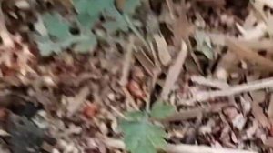 Уборка сорго  Сентинел с урожайностью 100 ц с га после трехмесячной засухи