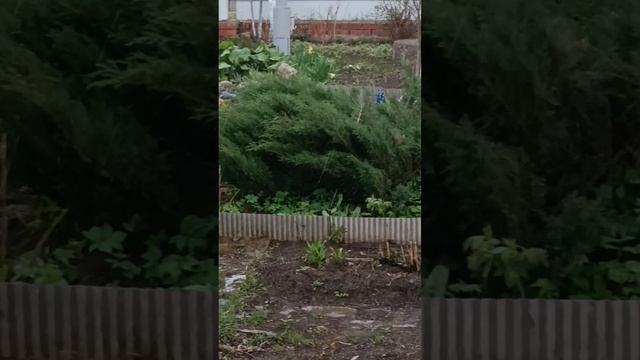 А у нас первая весенняя  гроза!!!