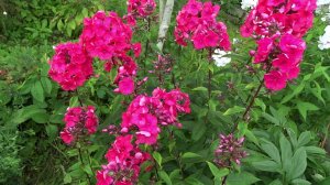 Флокс ВЛАДИМИР ВЫСОЦКИЙ - обзор, описание, цветение, отзыв.