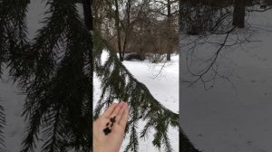 Птицы воробьи и синицы