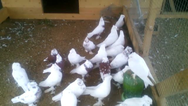 Голуби Максима Короткина (Ярославская область), андижанские голуби, узбекские голуби смотреть онлайн