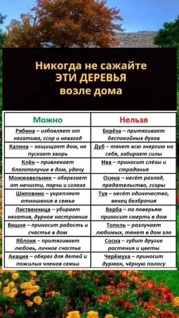 Никогда не сажайте эти деревья возле своего дома #деревья #природа #shortvideo #shorts смотреть онлайн