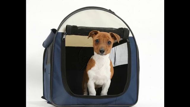 сумки джуси для собак смотреть онлайн