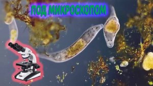 Разные частицы и микроорганизмы под микроскопом 👀 Подборка