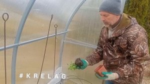 подготовка ТЕПЛИЦЫ к посадке рассады. Высаживаем  салат, руколу, укроп, петрушку.