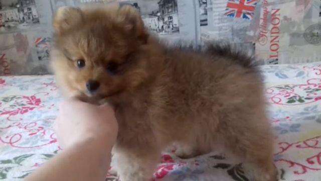 ДОБОСНА ШПИЦ смотреть онлайн