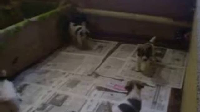 Один месяц щенкам  АНДИ-ЭРА.