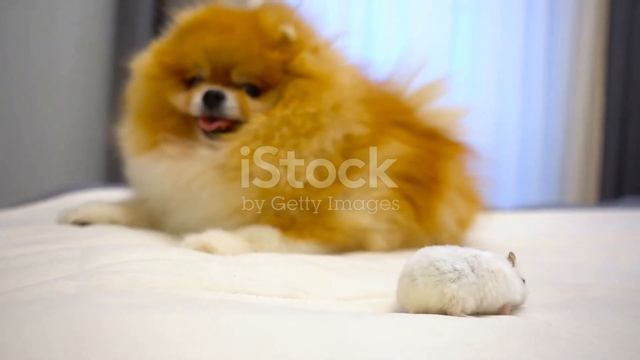 Случайная встреча и дружба двух шпицев на прогулке