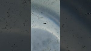 Первые дни личинки рыбок Петушков.