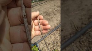 Смородина нюрсинк(черная) как пережила заморозки. Апрель 25.